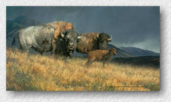 image - buffalo by N.Glazier