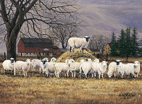 image " Wool Gathering " by bonnie mohr