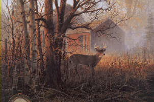 image - homestead buck by Don Kloetzke