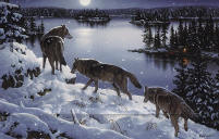 image Jerry Gadamus "Moon Shadows" wolfs