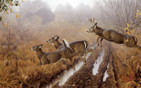 image morning run (whitetail deer) by jerry gadamus