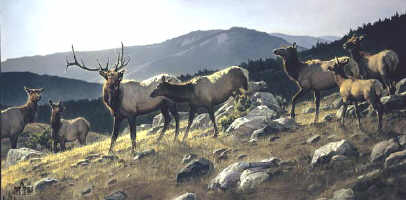 image " High Country " by nancy glazier