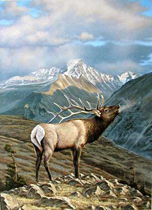 Elk image by Rick Kelley