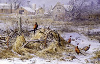 image of wild pheasants