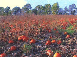 Pumpkin Field 2 image