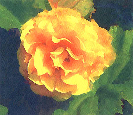 yellow begonia