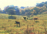 Cows in Field - image by Tom Crozier