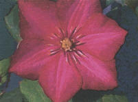 Tom Crozier - Clematis - flower image